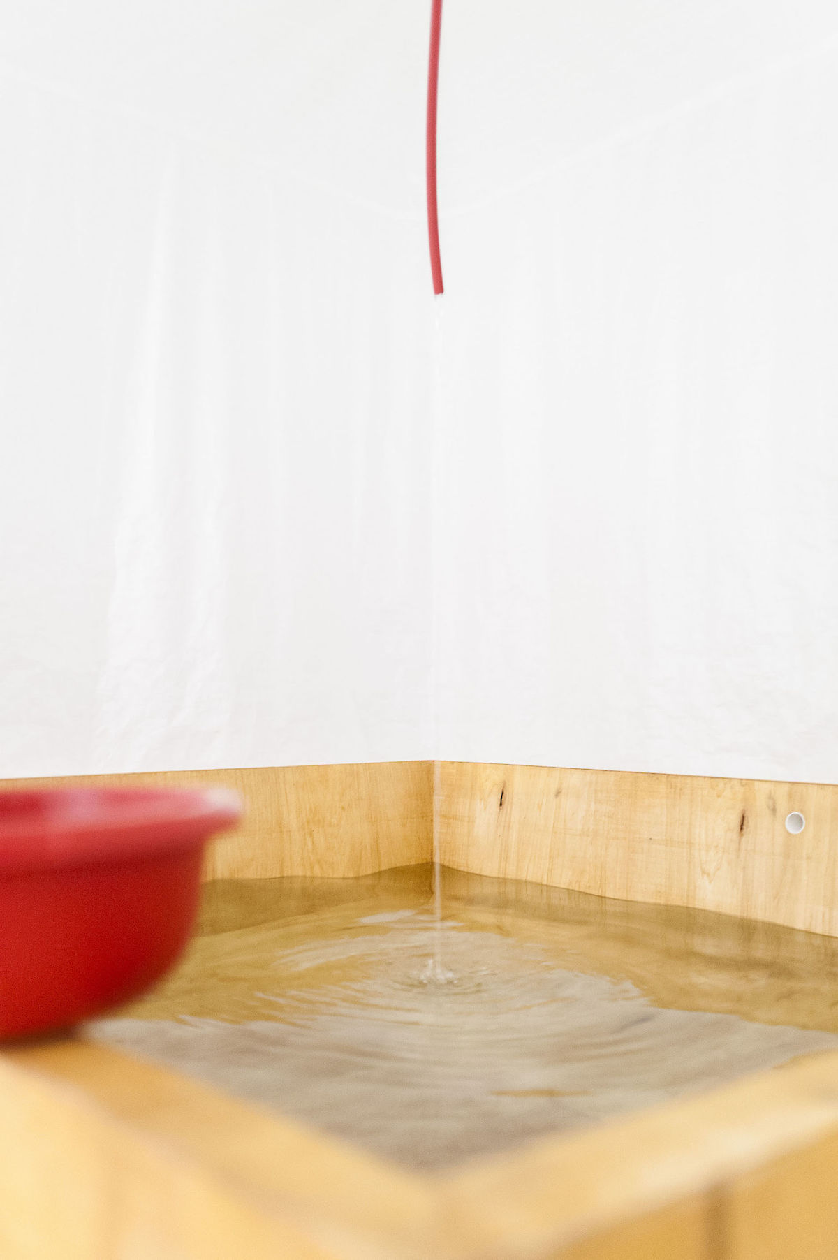 38802_121006_CuckooSyndrome_nim